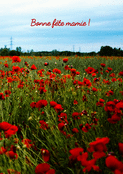 Champs de coquelicots pour mamie ch&eacute;rie